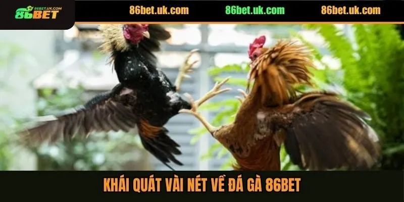 Khái quát vài nét về đá gà 86BET